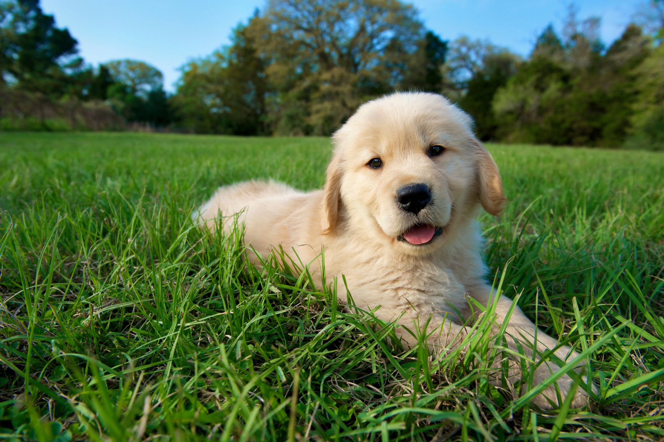 Image of Golden Retriever posted on 2022-03-13 14:06:50 from india